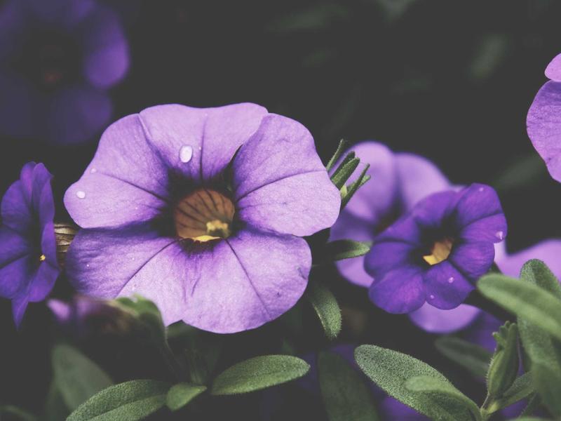 sudoku world championship screenshot 4